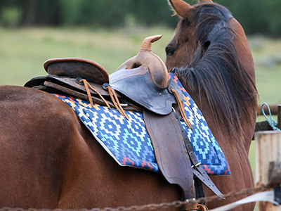 Navajo Check Lily